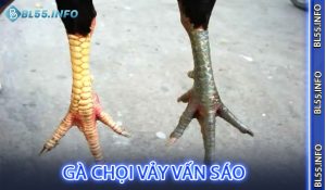Gà chọi vảy vấn sáo